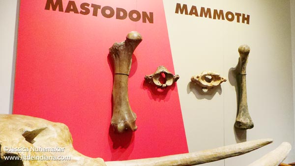 Indiana State Museum in Indianapolis, Indiana: Ice Age Exhibit